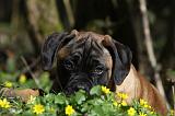 BULLMASTIFF 445